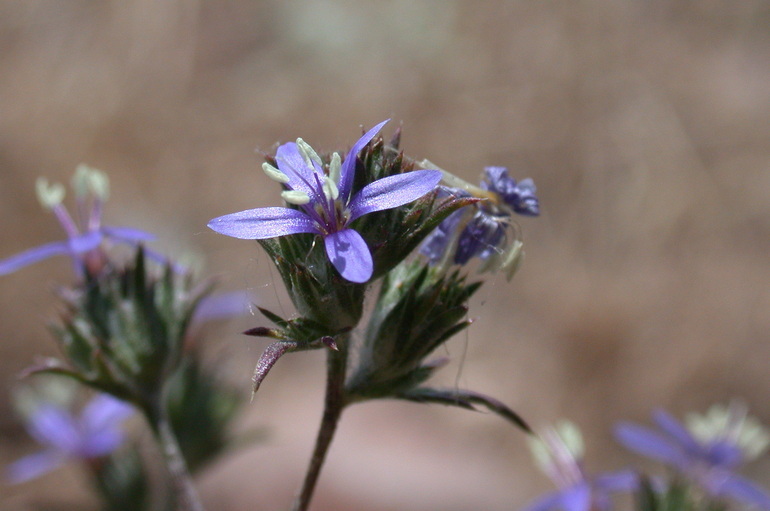 Image of sapphire woollystar