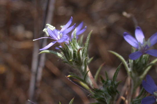 Image of sapphire woollystar