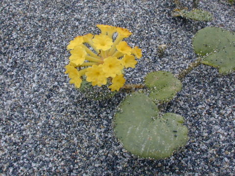 Image of coastal sand verbena