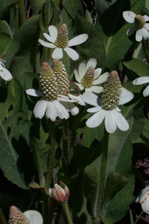 Imagem de Anemopsis californica (Nutt.) Hook. & Arn.