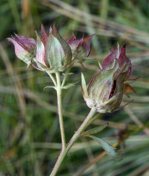 Image of Comarum palustre L.