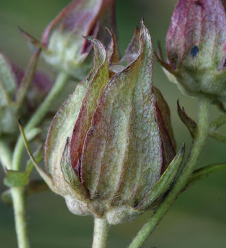 Image of Comarum palustre L.