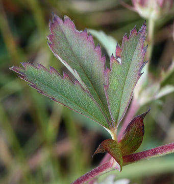 Image of Comarum palustre L.