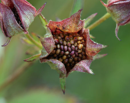 Image of Comarum palustre L.