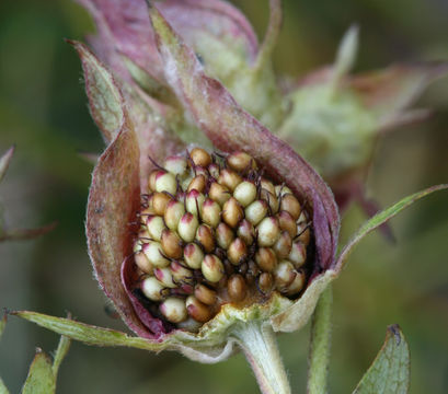 Image of Comarum palustre L.