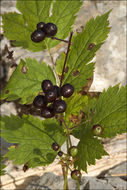 Image of Baneberry