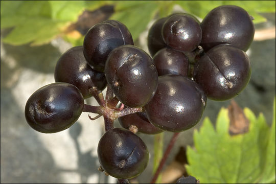 Image of Baneberry