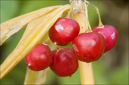 Слика од Polygonatum verticillatum (L.) All.