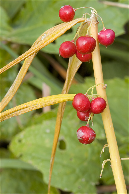 Слика од Polygonatum verticillatum (L.) All.