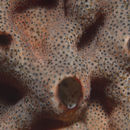 Image of Trididemnum opacum (Ritter 1907)
