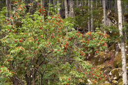 Image of Red-berried Elder