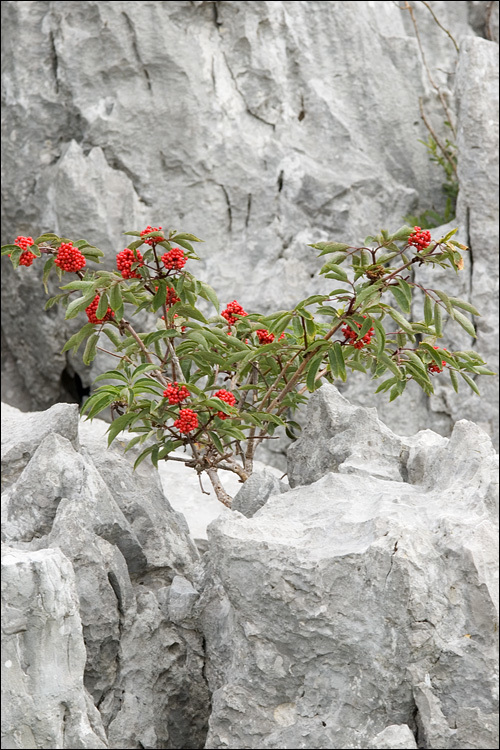 Image of Red-berried Elder