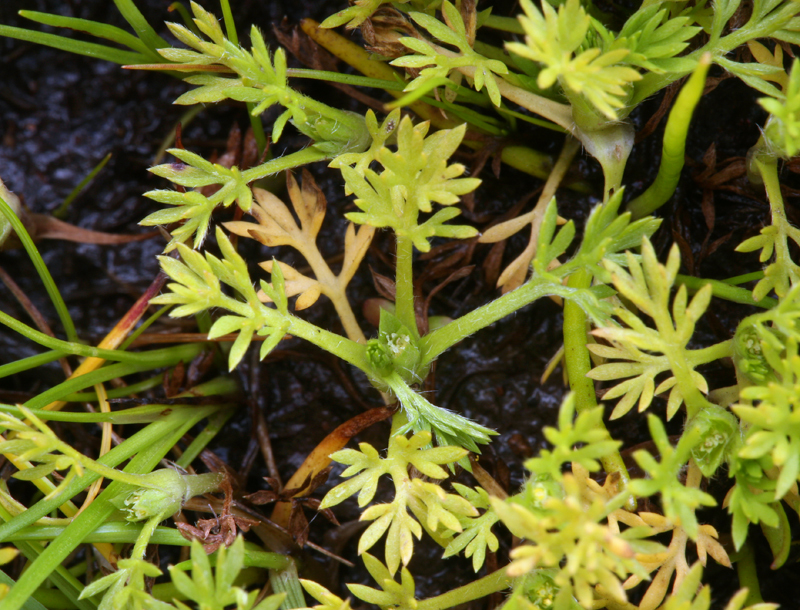 Image of field burrweed