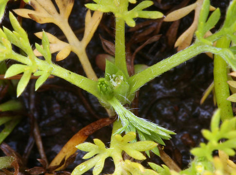 Image of field burrweed