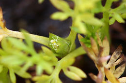 Image of field burrweed