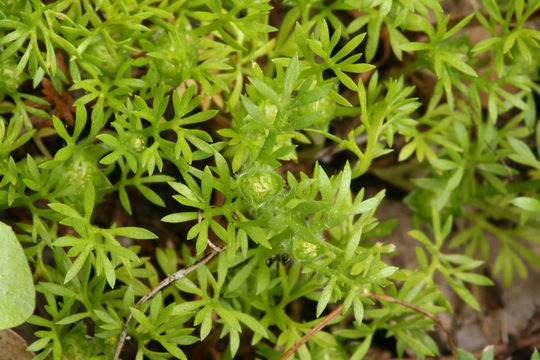 Image of field burrweed