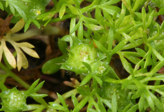 Image of field burrweed