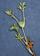 Image of field burrweed