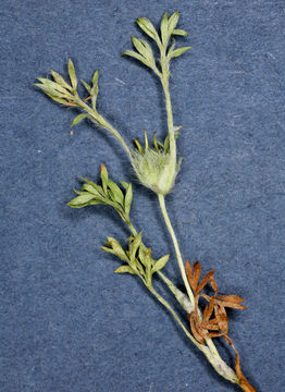 Image of field burrweed