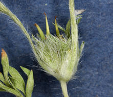 Image of field burrweed