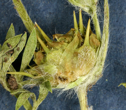 Image of field burrweed