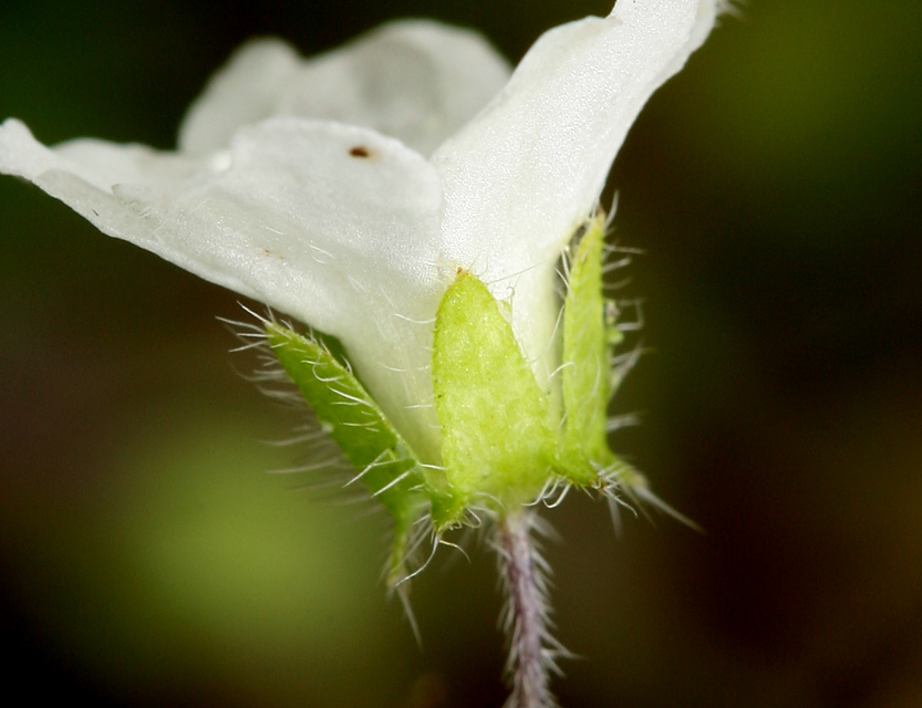 Imagem de Nemophila heterophylla Fisch. & C. A. Mey.