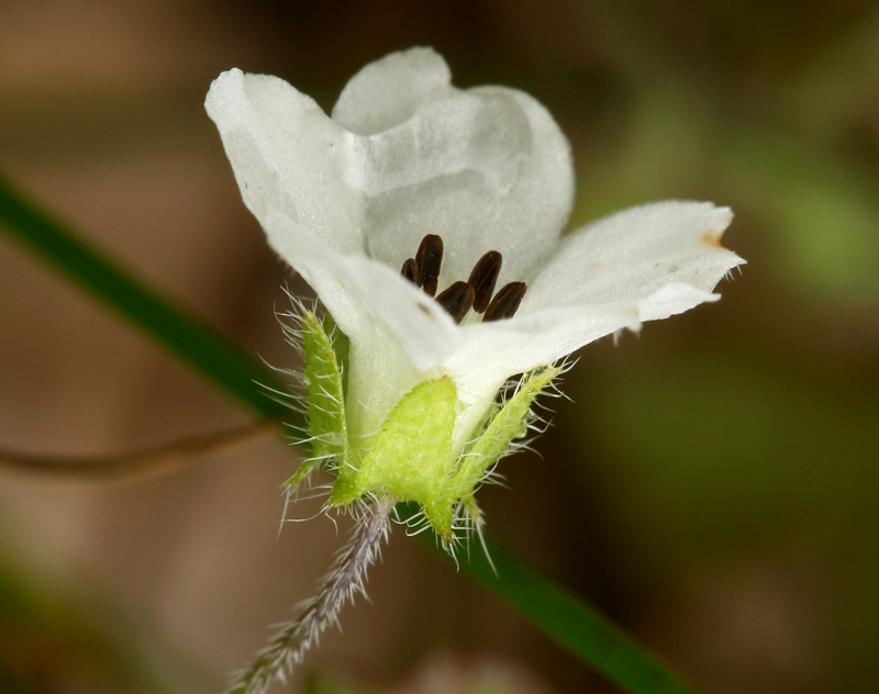 Imagem de Nemophila heterophylla Fisch. & C. A. Mey.