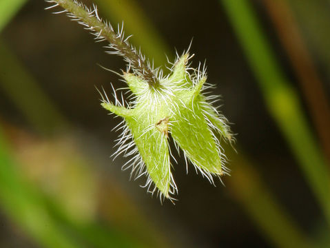 Image of small baby blue eyes