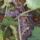 Image of wine grape