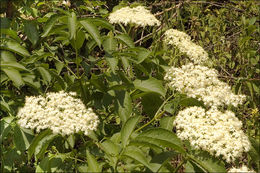 Imagem de Sambucus nigra L.