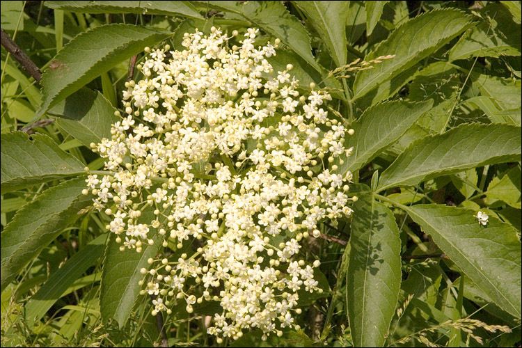 Imagem de Sambucus nigra L.