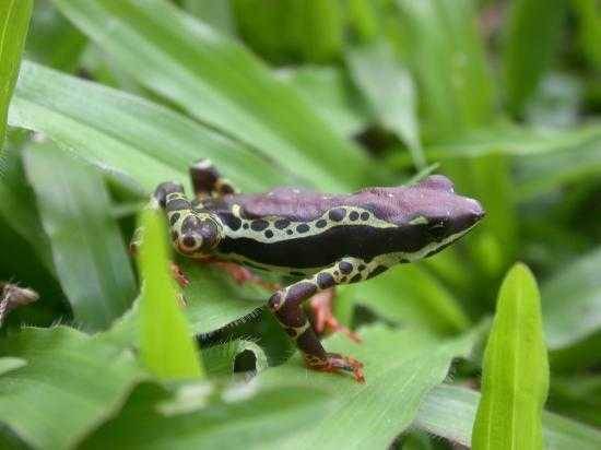 Image of Atelopus spumarius Cope 1871