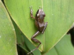 Image of Manaus slender-legged treefrog