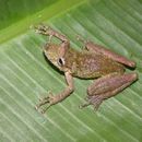 Image of Scinax garbei (Miranda-Ribeiro 1926)