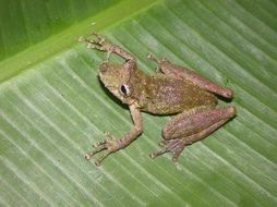 Scinax garbei (Miranda-Ribeiro 1926)的圖片