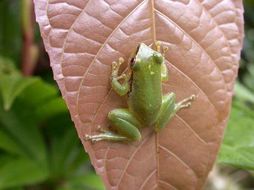 Image of Canelos Robber Frog