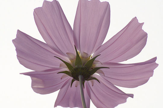 Image of garden cosmos