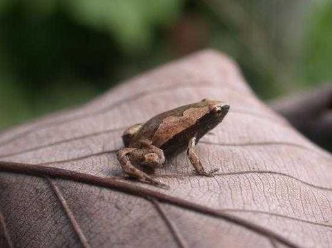 Image of Bolivian Bleating Frog