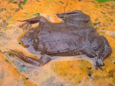 Image of Surinam Toad