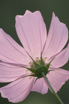 Image of garden cosmos