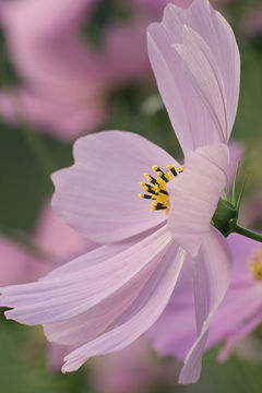 Image of garden cosmos