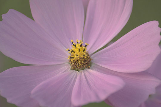 Image of garden cosmos