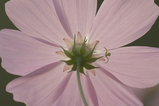 Image of garden cosmos