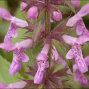 Image of Hedge-nettle