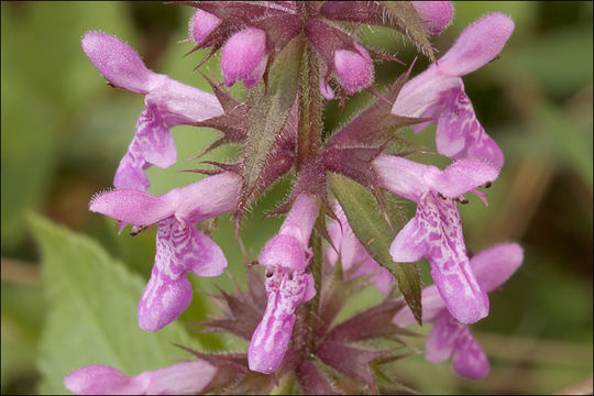 Image of Hedge-nettle