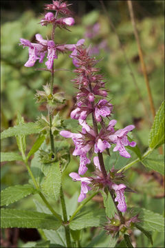 Слика од Stachys palustris L.