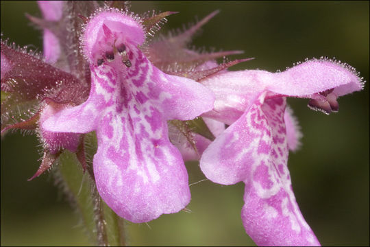 Image of Hedge-nettle