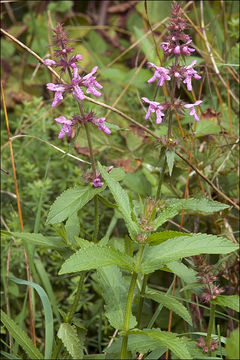 Слика од Stachys palustris L.