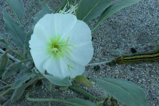 Imagem de Oenothera deltoides Torr. & Frem.