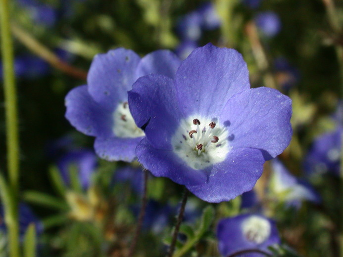 Image of baby blue eyes